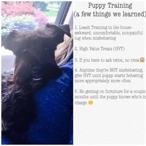 Puppy training